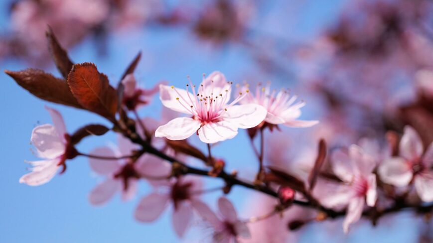 Kirsikankukkia.