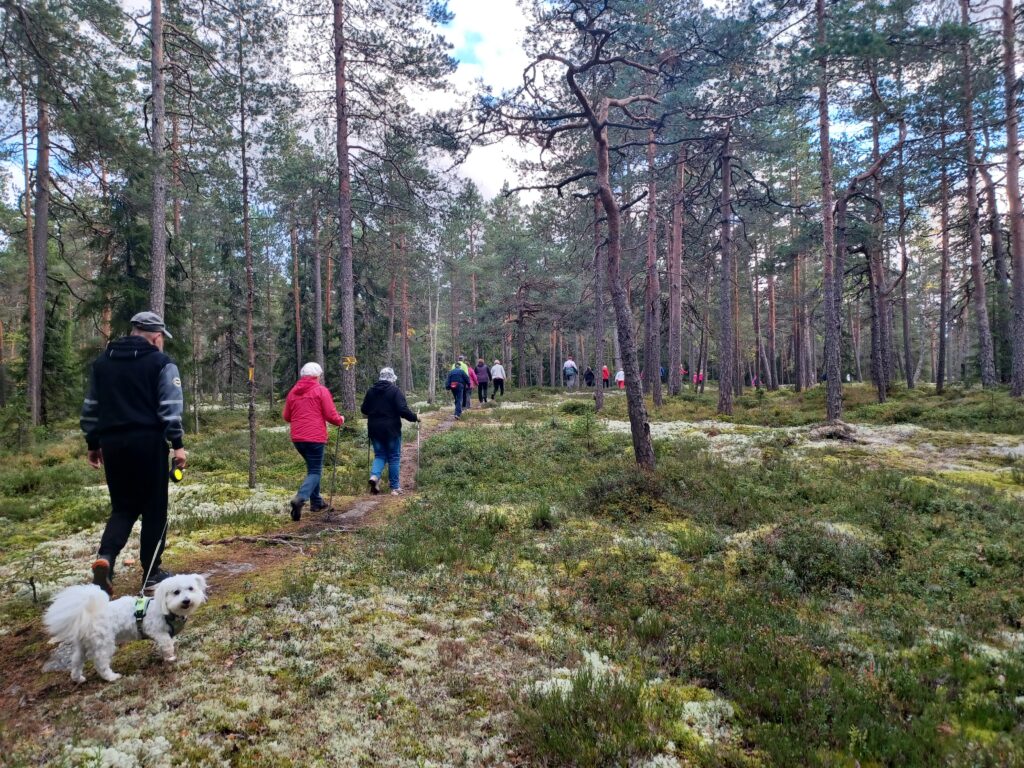 Ihmisiä kävelee mäntymetsässä.