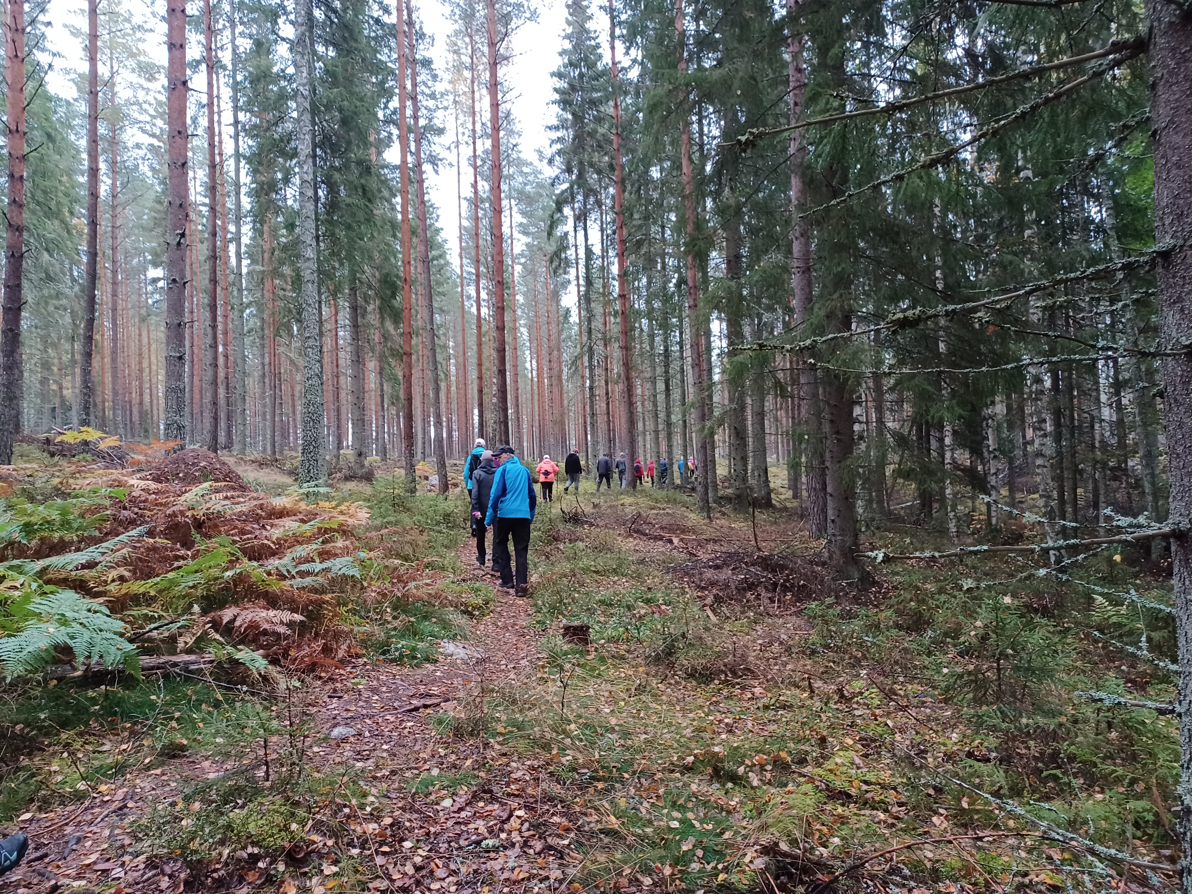 Ryhmä ihmisiä kävelee polulla metsässä.