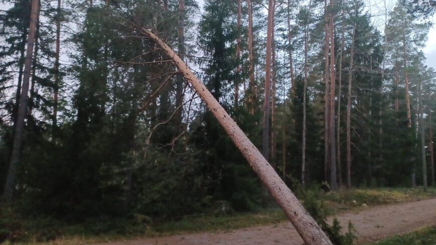 Myrskyssä kaatunut puu kuntoradalla sähkölinjan päälle