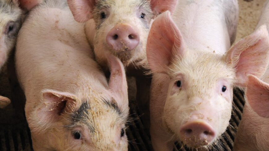 Kuvassa kuvaajaa kohti kiinnostuneina katsovia nuoria porsaita.